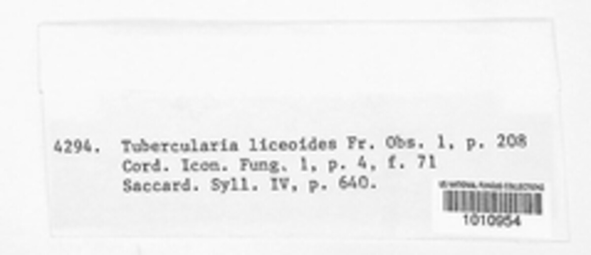 Tubercularia liceoides image